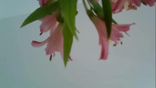 Image 3 of _alo Stream on Chaturbate on 1 month ago