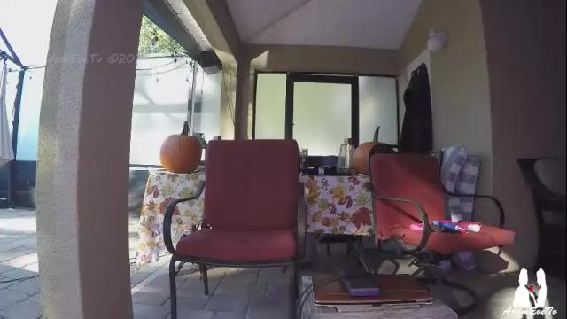 Thumbnail 1, adamevetv's Stream at Chaturbate, 1 month ago