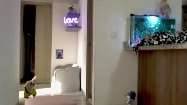 Image 7 of adan_eva960 Stream on Chaturbate on 4 months ago