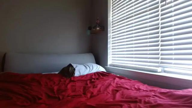 Image 12 of alannarack Stream on Chaturbate on 1 day ago