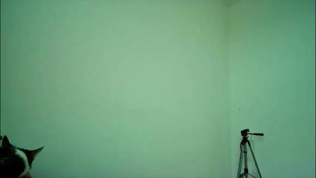 Image 11 of allisson_rose Stream on Chaturbate on 1 month ago