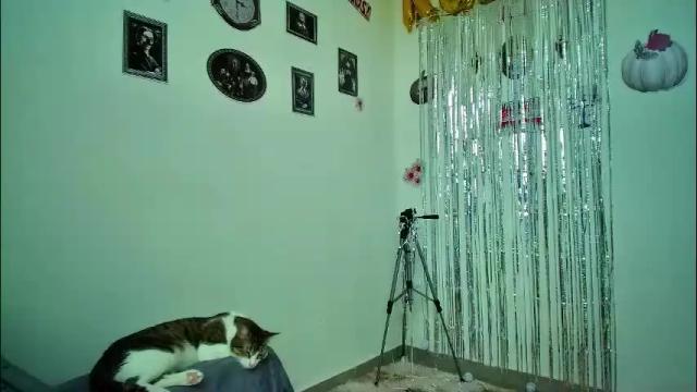 Thumbnail 1, allisson_rose's Stream at Chaturbate, 8 days ago