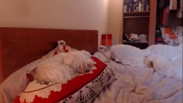 Image 6 of andrasweetie Stream on Chaturbate on 1 month ago