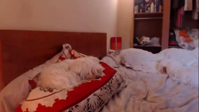 Image 7 of andrasweetie Stream on Chaturbate on 1 month ago