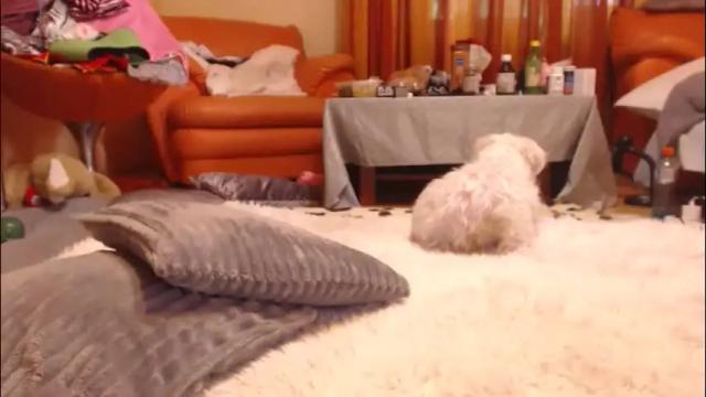 Thumbnail 2, andrasweetie's Stream at Chaturbate, 2 months ago