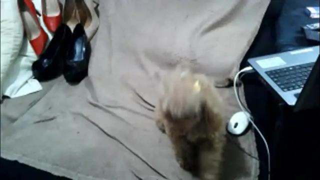 Thumbnail 1, anna_leggy_cd's Stream at Chaturbate, 2 months ago