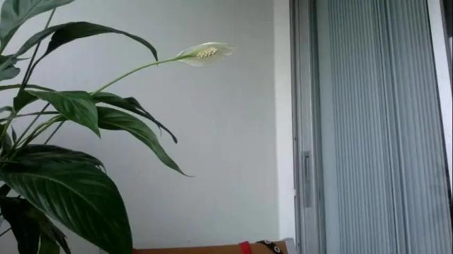 Image 2 of ari_starry Stream on Chaturbate on 23 months ago