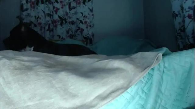 Thumbnail 2, arygreey7's Stream at Chaturbate, 1 month ago