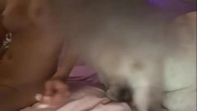Image 4 of azumifox19 Stream on Chaturbate on 12 days ago