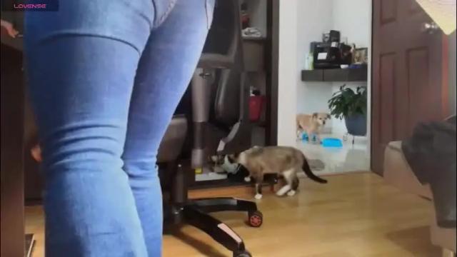 Thumbnail 2, bellangel_'s Stream at Chaturbate, 16 days ago