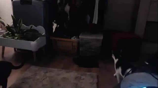 Thumbnail 1, bitethetreat's Stream at Chaturbate, 3 months ago