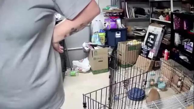 Image 8 of booobeees Stream on Chaturbate on 15 months ago