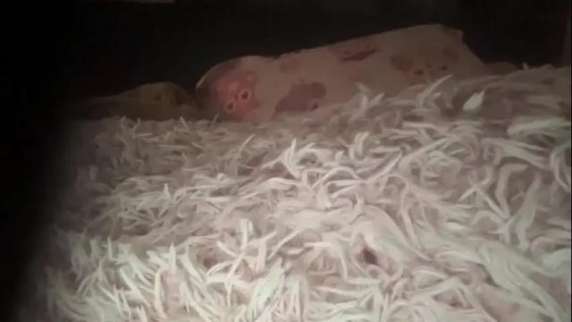 Thumbnail 1, bunnylau's Stream at Chaturbate, 20 months ago