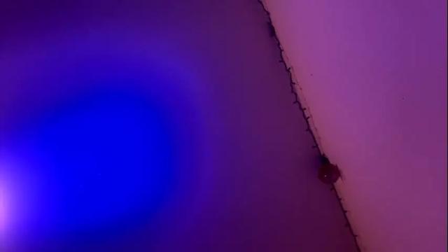 Thumbnail 3, casidy1's Stream at Chaturbate, 4 months ago