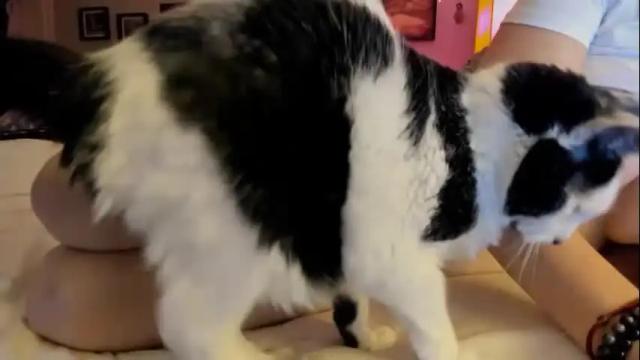 Image 4 of catnips_cabaret Stream on Chaturbate on 12 days ago