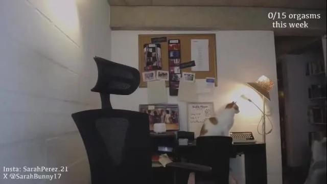 Image 4 of cherrybunny21 Stream on Chaturbate on 1 month ago