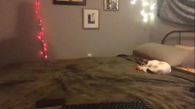 Image 2 of clementinelovesrex Stream on Chaturbate on 16 months ago