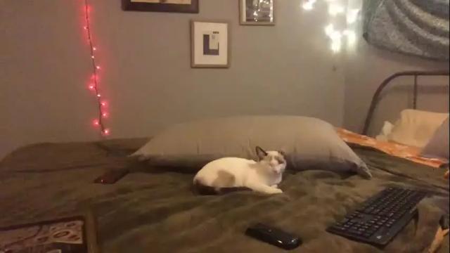 Image 7 of clementinelovesrex Stream on Chaturbate on 16 months ago