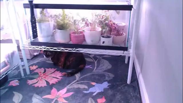 Thumbnail 1, constantcumquest's Stream at Chaturbate, 1 month ago