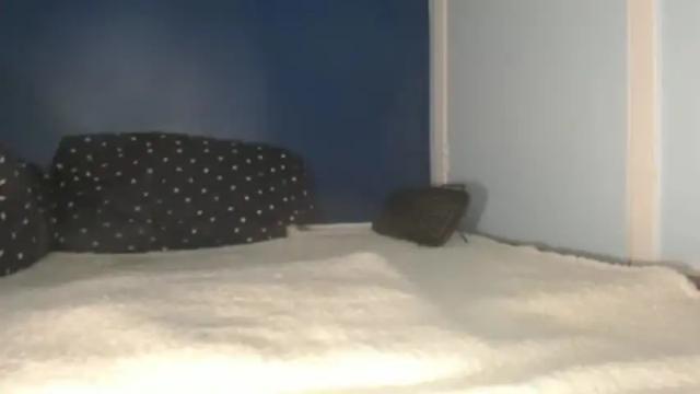 Image 7 of cumeliacummington Stream on Chaturbate on 13 months ago