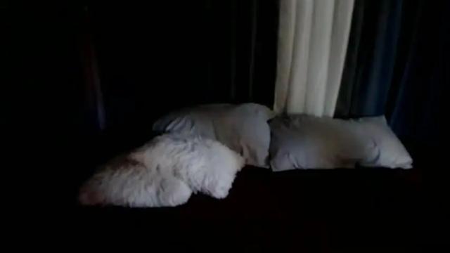 Image 8 of cute145585 Stream on Chaturbate on 1 month ago