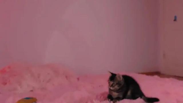 Image 4 of cute_shyy Stream on Chaturbate on 21 months ago