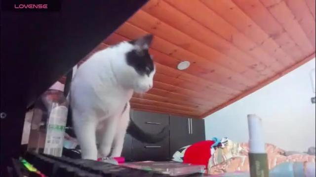 Thumbnail 1, darkness_joones's Stream at Chaturbate, 1 month ago