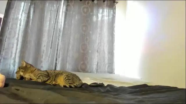 Image 8 of dayan_foxx Stream on Chaturbate on 4 months ago