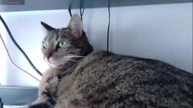 Image 4 of deidi_sweet Stream on Chaturbate on 29 days ago