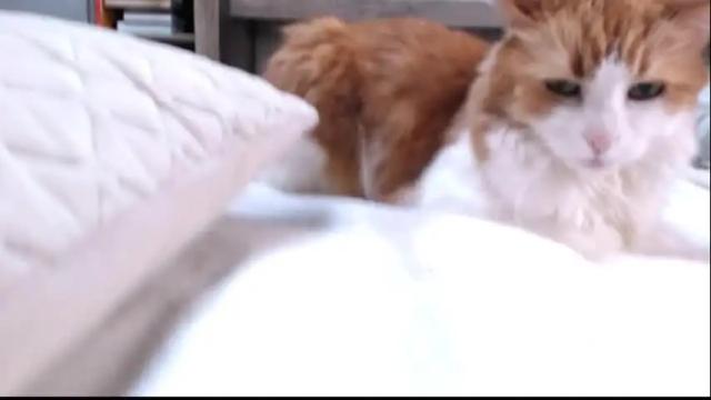 Image 8 of diamond_diana Stream on Chaturbate on 4 days ago