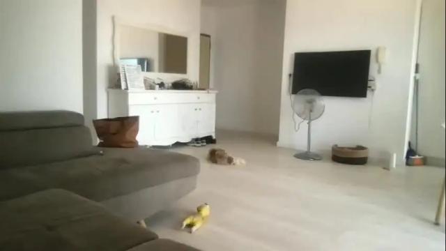 Thumbnail 2, drresa's Stream at Chaturbate, 9 days ago