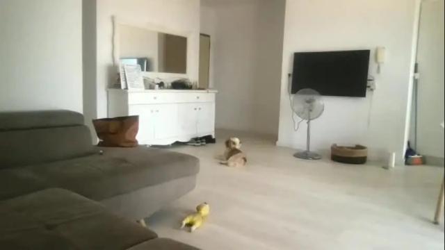 Image 7 of drresa Stream on Chaturbate on 10 days ago