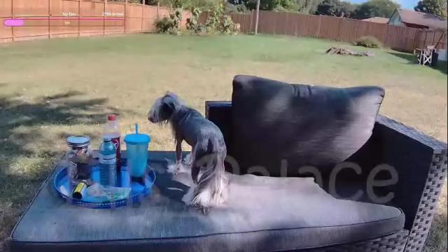 Thumbnail 3, ells_palace's Stream at Chaturbate, 3 months ago