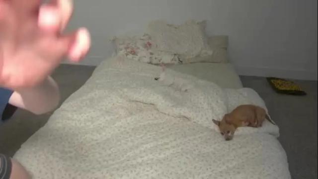 Thumbnail 2, elslove's Stream at Chaturbate, 4 months ago