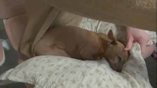 Image 11 of elslove Stream on Chaturbate on 2 months ago