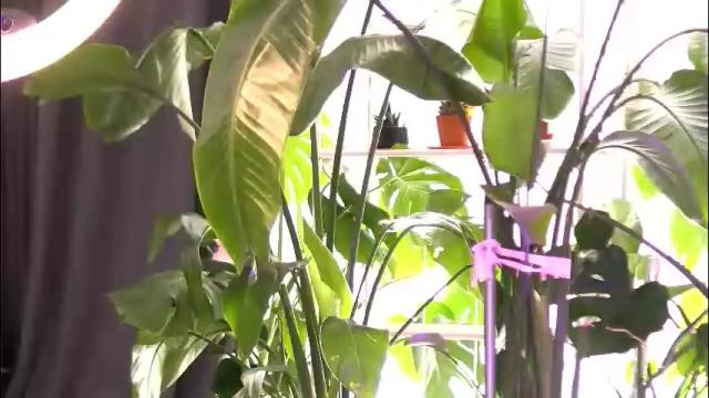 Thumbnail 1, emilyraymont's Stream at Chaturbate, 1 month ago