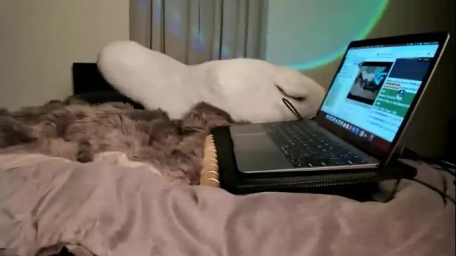 Image 8 of evanharlowe Stream on Chaturbate on 1 month ago
