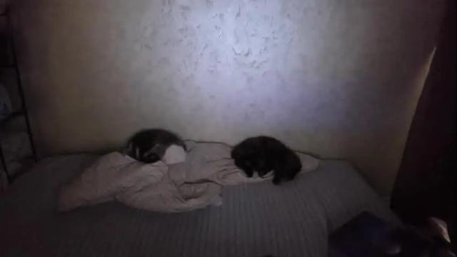 Image 4 of fluffyyummybuns Stream on Chaturbate on 1 month ago
