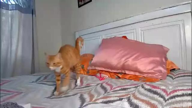 Image 4 of foxykay1 Stream on Chaturbate on 1 month ago