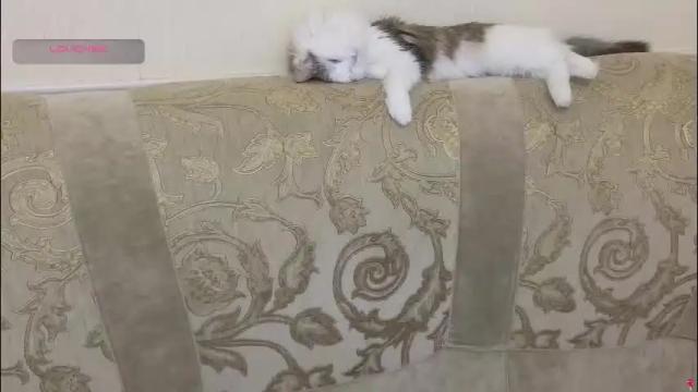 Image 11 of gertanord Stream on Chaturbate on 1 month ago