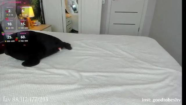 Image 7 of goodtobeshy Stream on Chaturbate on 26 days ago