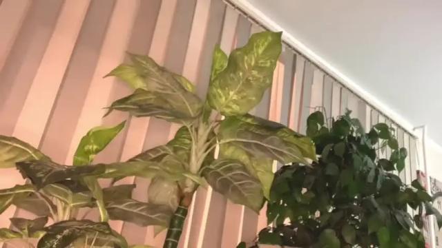 Image 11 of heyley_sativa Stream on Chaturbate on 19 months ago