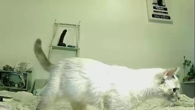 Image 10 of hoelottaasss Stream on Chaturbate on 14 months ago