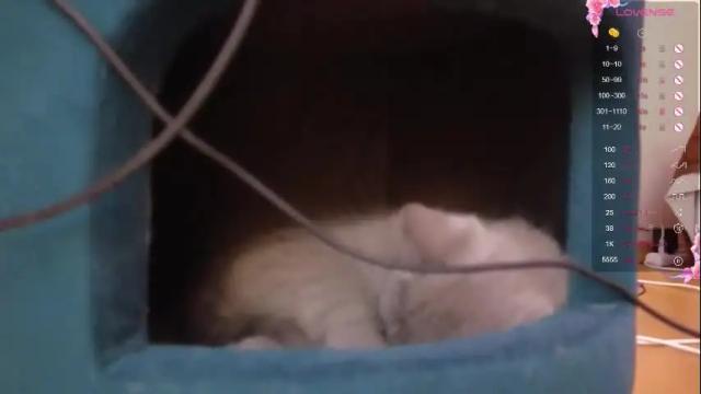 Image 2 of i_see_aysi Stream on Chaturbate on 29 days ago