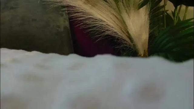 Image 2 of imcarrieberry Stream on Chaturbate on 2 months ago