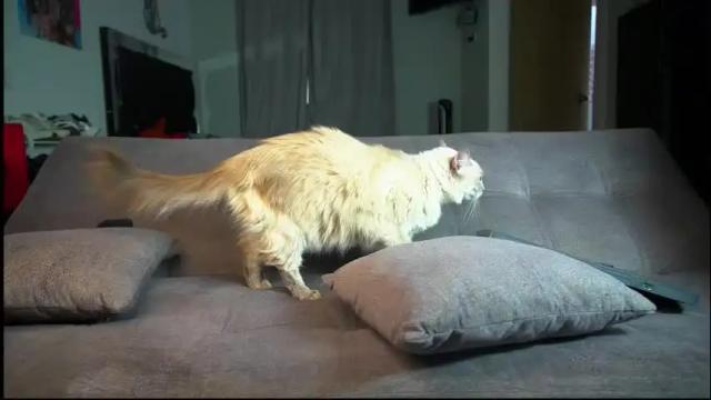 Image 3 of jinx_____ Stream on Chaturbate on 6 days ago