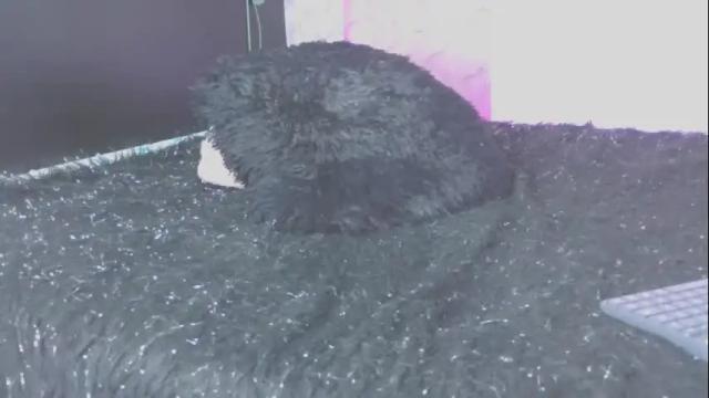 Image 7 of kadybrown Stream on Chaturbate on 3 months ago