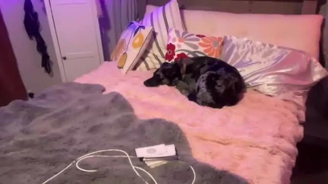 Image 2 of kaileeshy Stream on Chaturbate on 13 months ago