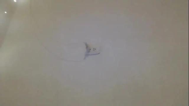 Image 4 of kate_big_tits Stream on Chaturbate on 4 months ago