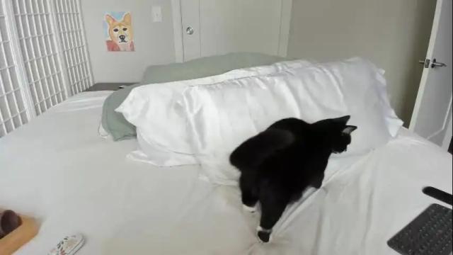 Image 2 of kaylacruise Stream on Chaturbate on 1 month ago